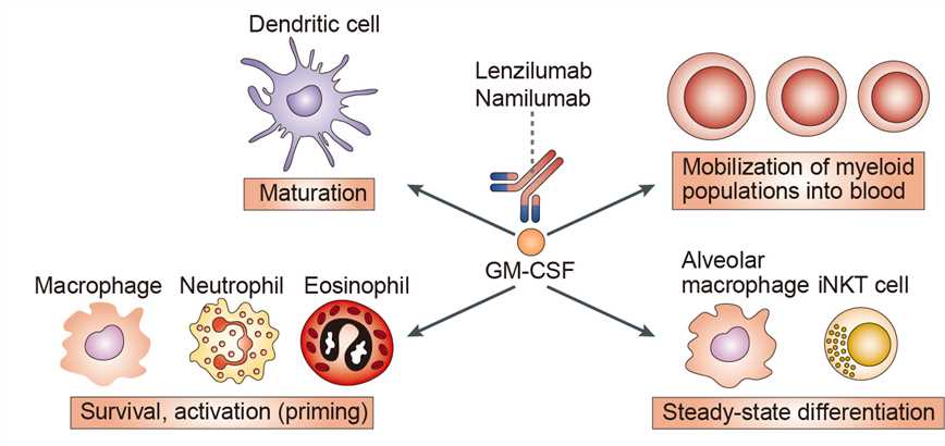 Mechanism of Action of Namilumab 